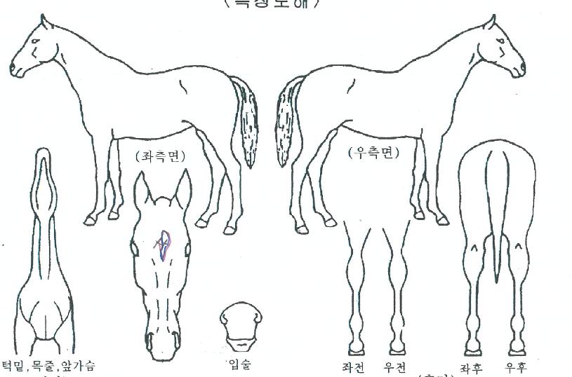 ÇÎÅ©ºí·¹À̵åÀÇ Ãø¸é,¿ì¸é,µÞ¸é,µÎ»ó,´Ù¸®ÀÇ Æ¯Â¡µµÇØ