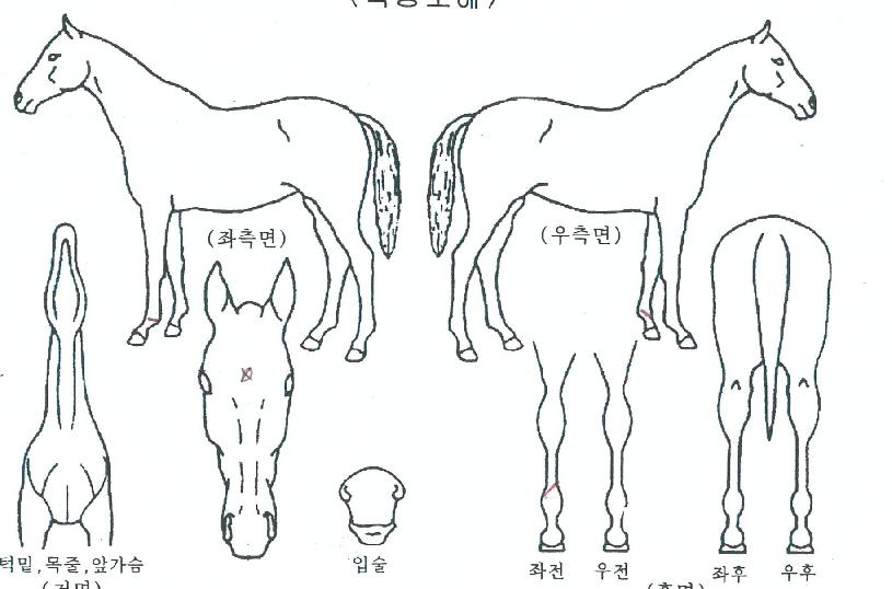 ±Ý¾ÆÁ¦¿ì½ºÀÇ Ãø¸é,¿ì¸é,µÞ¸é,µÎ»ó,´Ù¸®ÀÇ Æ¯Â¡µµÇØ