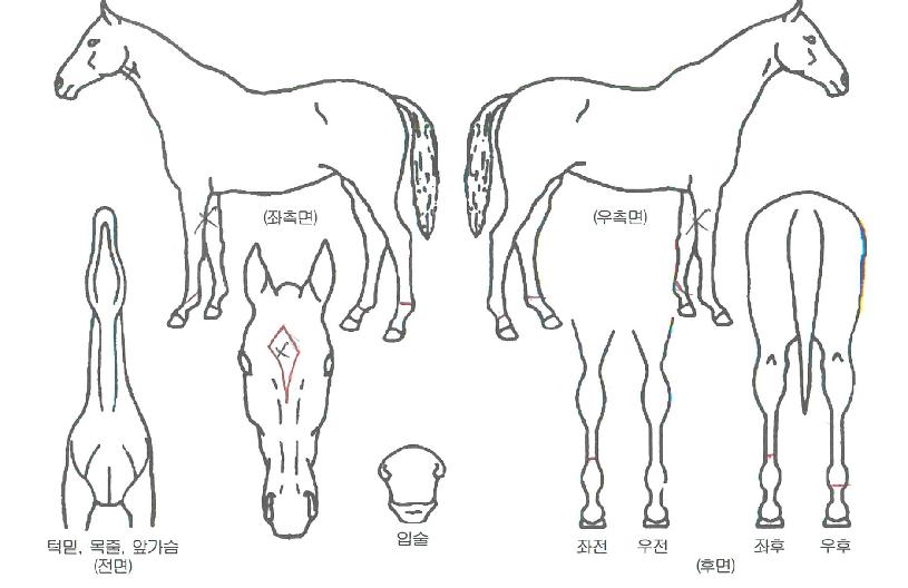 ���������ڸ��� ����,���,�޸�,�λ�,�ٸ��� Ư¡����