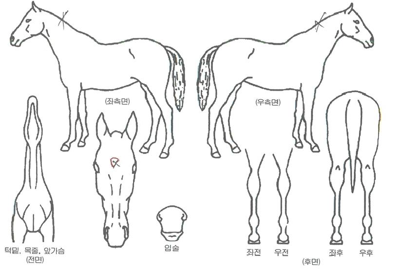 »þÇÁÇÁ¸°¼¼½ºÀÇ Ãø¸é,¿ì¸é,µÞ¸é,µÎ»ó,´Ù¸®ÀÇ Æ¯Â¡µµÇØ
