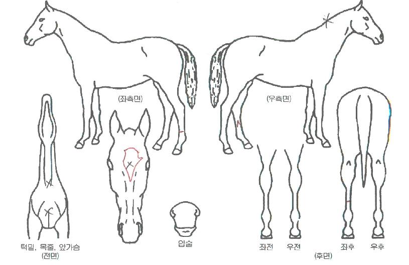 �¸��ϸ��� ����,���,�޸�,�λ�,�ٸ��� Ư¡����