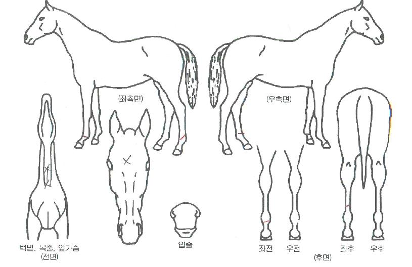 ·°Å°ÇѸ¶ÀÇ Ãø¸é,¿ì¸é,µÞ¸é,µÎ»ó,´Ù¸®ÀÇ Æ¯Â¡µµÇØ