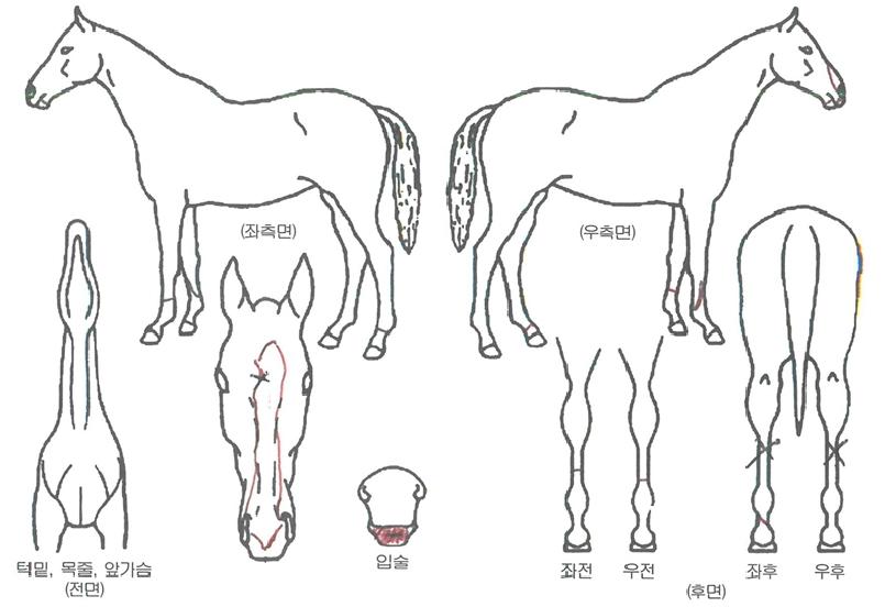 ¼ºÀº¸¶·çÀÇ Ãø¸é,¿ì¸é,µÞ¸é,µÎ»ó,´Ù¸®ÀÇ Æ¯Â¡µµÇØ