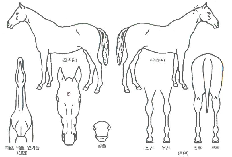 ¼Ò¿ïÀÇ Ãø¸é,¿ì¸é,µÞ¸é,µÎ»ó,´Ù¸®ÀÇ Æ¯Â¡µµÇØ