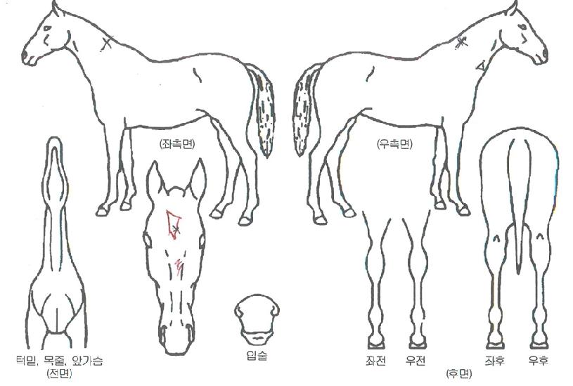 �������� ����,���,�޸�,�λ�,�ٸ��� Ư¡����