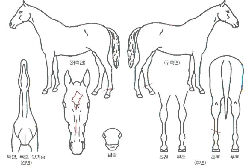 Ŭ¶ó¿ì½ºÀÇ Ãø¸é,¿ì¸é,µÞ¸é,µÎ»ó,´Ù¸®ÀÇ Æ¯Â¡µµÇØ