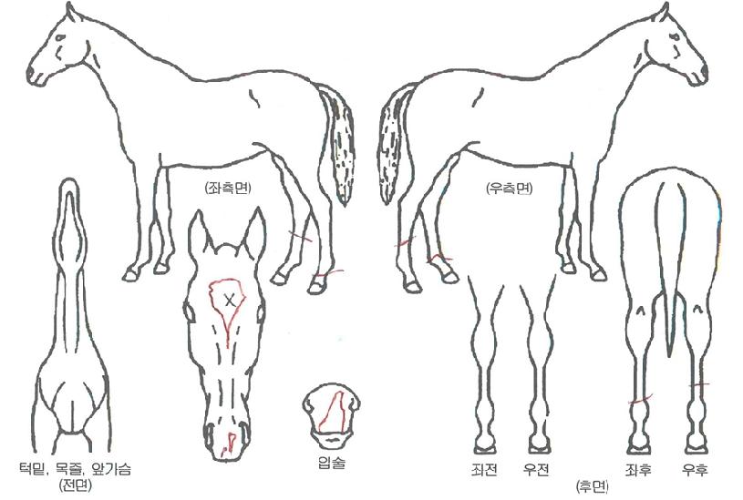 ����佺Ƽ���� ����,���,�޸�,�λ�,�ٸ��� Ư¡����