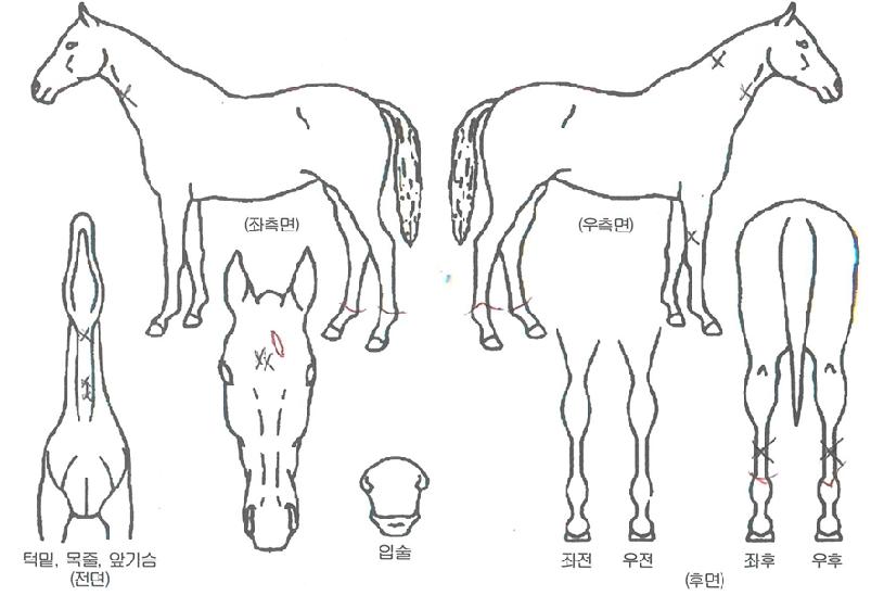 ������� ����,���,�޸�,�λ�,�ٸ��� Ư¡����