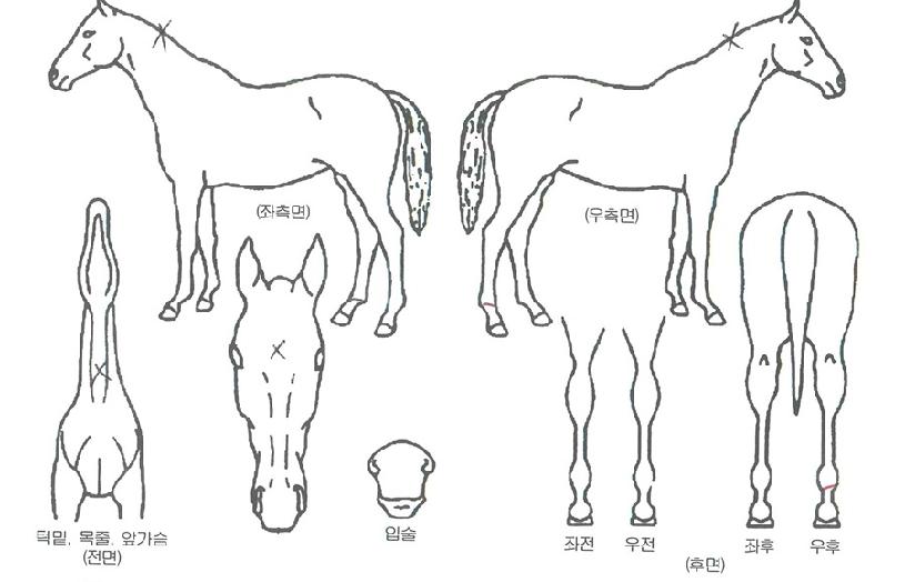�ʶ�콺�� ����,���,�޸�,�λ�,�ٸ��� Ư¡����