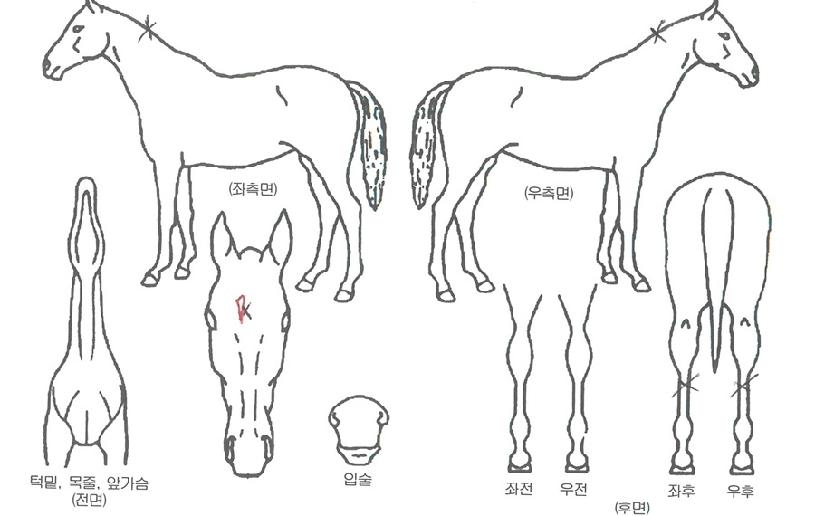 �ݺ��ε��� ����,���,�޸�,�λ�,�ٸ��� Ư¡����