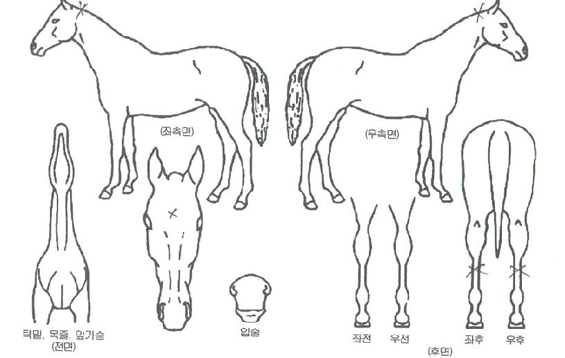 °Ëºû°ÀÚÀÇ Ãø¸é,¿ì¸é,µÞ¸é,µÎ»ó,´Ù¸®ÀÇ Æ¯Â¡µµÇØ