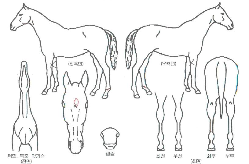 ���̽�Ƽ�� ����,���,�޸�,�λ�,�ٸ��� Ư¡����