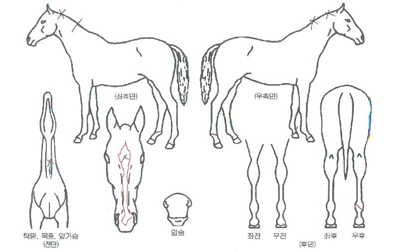 »õ·Î¿î³ªÀÇ Ãø¸é,¿ì¸é,µÞ¸é,µÎ»ó,´Ù¸®ÀÇ Æ¯Â¡µµÇØ