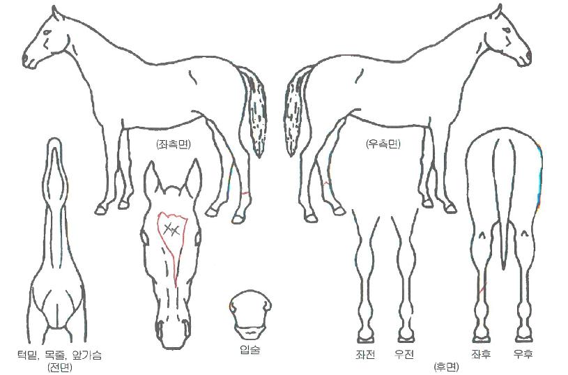 ¿À¶Ò¿À¶ÒÀÌÀÇ Ãø¸é,¿ì¸é,µÞ¸é,µÎ»ó,´Ù¸®ÀÇ Æ¯Â¡µµÇØ