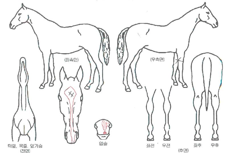 µô¶óÀÌÆ®ÀÇ Ãø¸é,¿ì¸é,µÞ¸é,µÎ»ó,´Ù¸®ÀÇ Æ¯Â¡µµÇØ