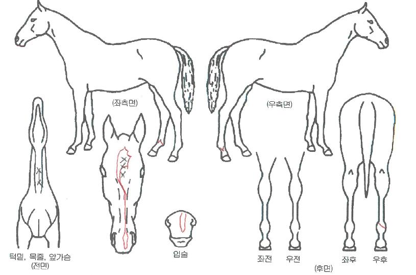 �ػ罺������ ����,���,�޸�,�λ�,�ٸ��� Ư¡����