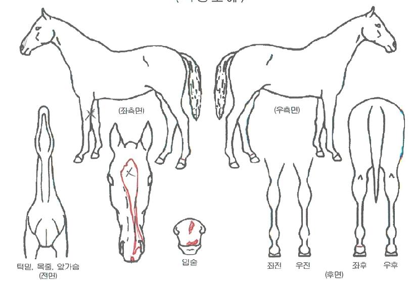 �ݺ�ȯȣ�� ����,���,�޸�,�λ�,�ٸ��� Ư¡����