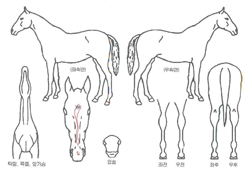 �ΰ濩���� ����,���,�޸�,�λ�,�ٸ��� Ư¡����