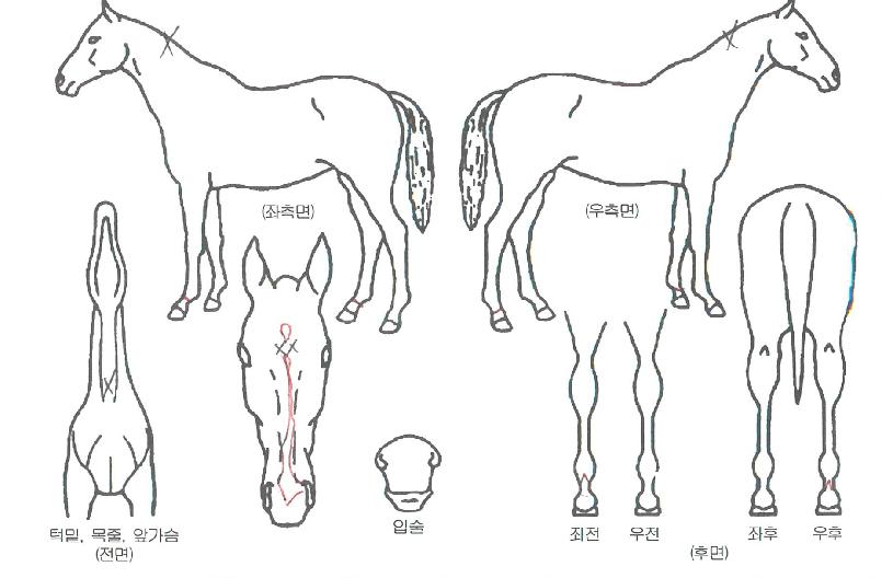 ��������� ����,���,�޸�,�λ�,�ٸ��� Ư¡����