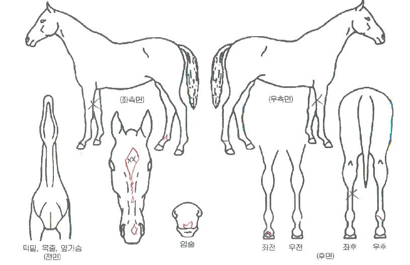 ����йи��� ����,���,�޸�,�λ�,�ٸ��� Ư¡����