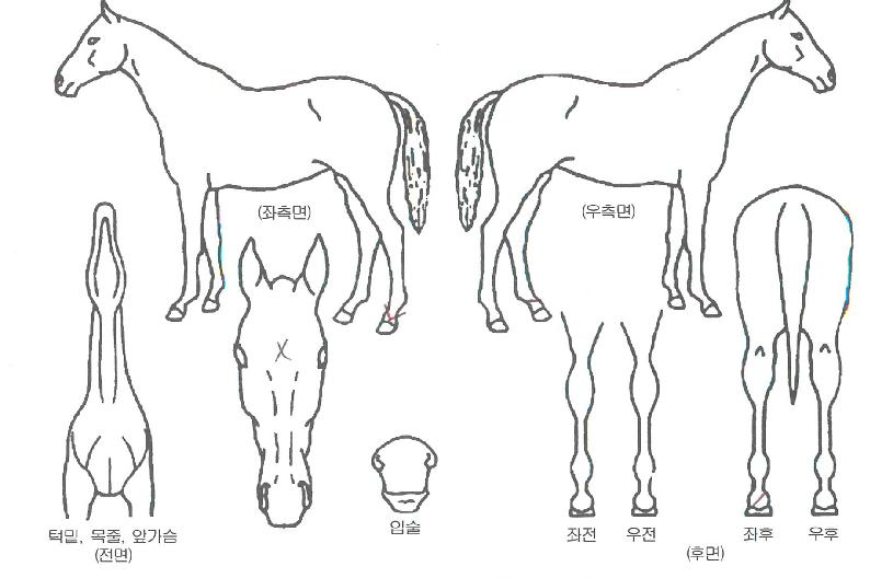 ÅëÇÕºÒÆÐÀÇ Ãø¸é,¿ì¸é,µÞ¸é,µÎ»ó,´Ù¸®ÀÇ Æ¯Â¡µµÇØ