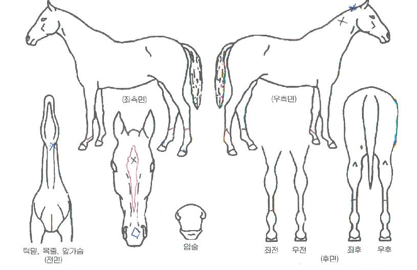 �ױ��θǽ��ڸ��� ����,���,�޸�,�λ�,�ٸ��� Ư¡����