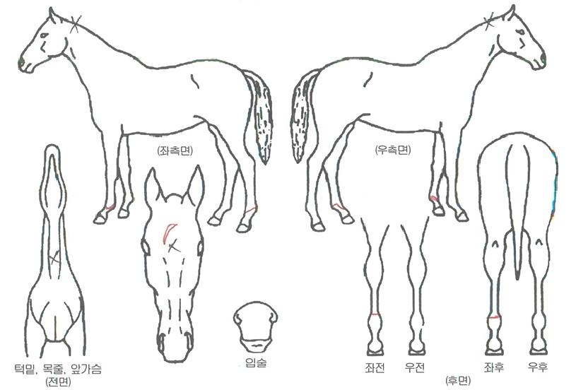 ¾Æ¸§´Ù¿î²ÞÀÇ Ãø¸é,¿ì¸é,µÞ¸é,µÎ»ó,´Ù¸®ÀÇ Æ¯Â¡µµÇØ