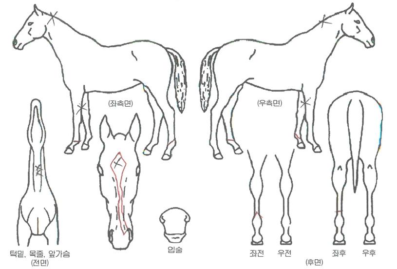 �������ְ��� ����,���,�޸�,�λ�,�ٸ��� Ư¡����