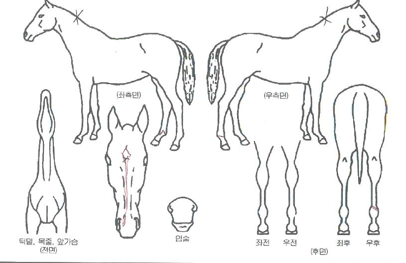 �帲���� ����,���,�޸�,�λ�,�ٸ��� Ư¡����