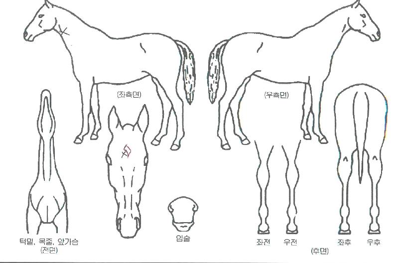 ����Ű��Ÿ�� ����,���,�޸�,�λ�,�ٸ��� Ư¡����