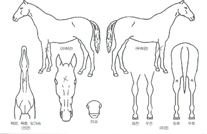 Æ®¸®ÇÃèÇÁÀÇ Ãø¸é,¿ì¸é,µÞ¸é,µÎ»ó,´Ù¸®ÀÇ Æ¯Â¡µµÇØ
