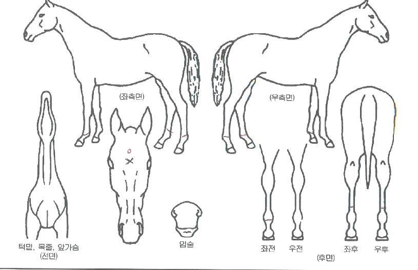 µ¨¶ó°íÅ·ÀÇ Ãø¸é,¿ì¸é,µÞ¸é,µÎ»ó,´Ù¸®ÀÇ Æ¯Â¡µµÇØ