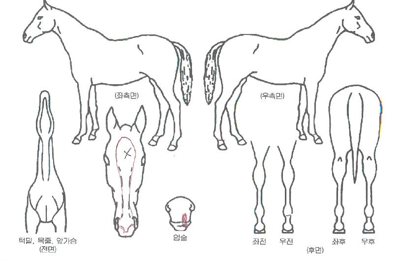 ½ºÆä¼ÈÅ©·¡ÇÁÆ®ÀÚ¸¶ÀÇ Ãø¸é,¿ì¸é,µÞ¸é,µÎ»ó,´Ù¸®ÀÇ Æ¯Â¡µµÇØ