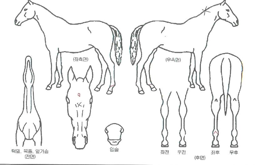 ¿Àº¥ÀÇ Ãø¸é,¿ì¸é,µÞ¸é,µÎ»ó,´Ù¸®ÀÇ Æ¯Â¡µµÇØ