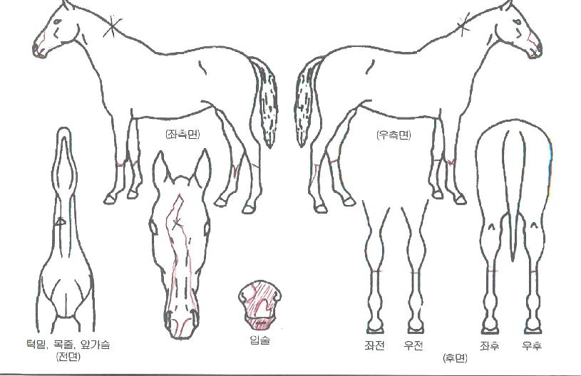 µ¨¶ó°íµå¸²ÀÇ Ãø¸é,¿ì¸é,µÞ¸é,µÎ»ó,´Ù¸®ÀÇ Æ¯Â¡µµÇØ