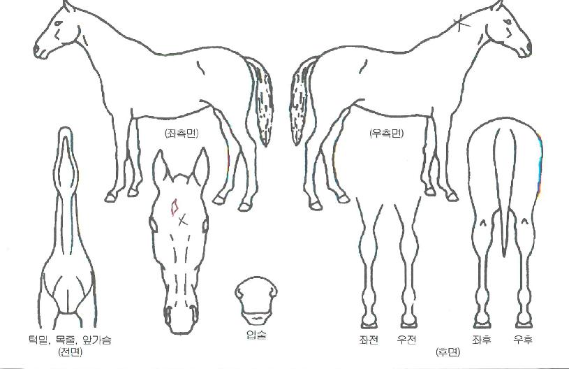 õ���ູ�� ����,���,�޸�,�λ�,�ٸ��� Ư¡����