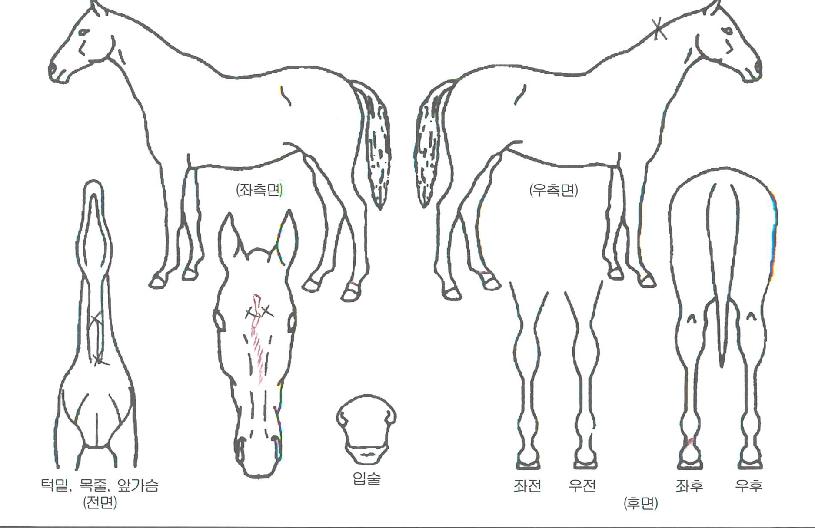 ´ëÇÑ»ç·ÉºÎÀÇ Ãø¸é,¿ì¸é,µÞ¸é,µÎ»ó,´Ù¸®ÀÇ Æ¯Â¡µµÇØ