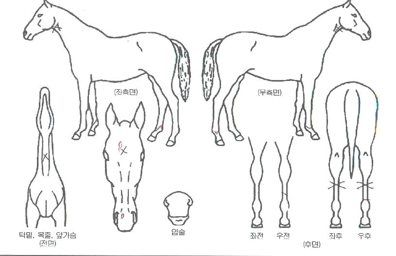 °ñµå·¯½ÃÀÇ Ãø¸é,¿ì¸é,µÞ¸é,µÎ»ó,´Ù¸®ÀÇ Æ¯Â¡µµÇØ