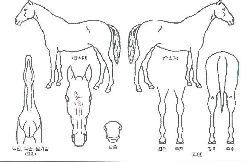 õ³âÁ¦ÀϺÀÀÇ Ãø¸é,¿ì¸é,µÞ¸é,µÎ»ó,´Ù¸®ÀÇ Æ¯Â¡µµÇØ