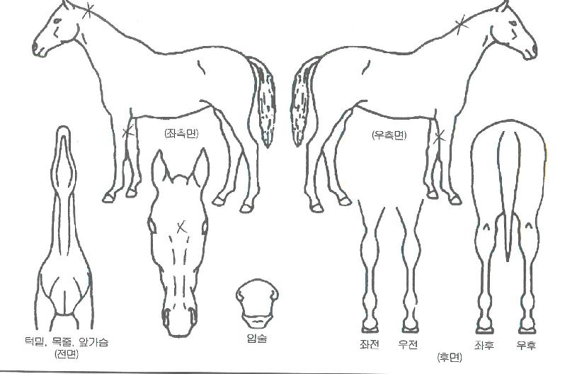 ÇÁ·»Ä¡¹ÂÁ÷ÀÇ Ãø¸é,¿ì¸é,µÞ¸é,µÎ»ó,´Ù¸®ÀÇ Æ¯Â¡µµÇØ