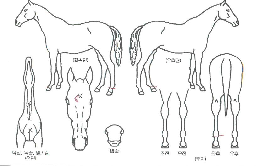 ���׿��� ����,���,�޸�,�λ�,�ٸ��� Ư¡����