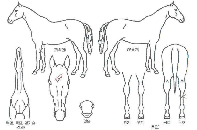 ���������� ����,���,�޸�,�λ�,�ٸ��� Ư¡����