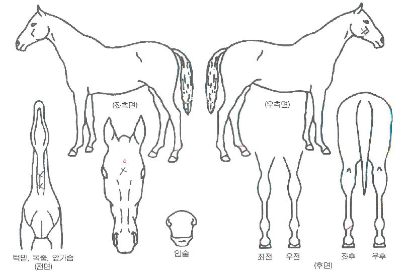 ·¹µå¿µ¸í¿îÀÇ Ãø¸é,¿ì¸é,µÞ¸é,µÎ»ó,´Ù¸®ÀÇ Æ¯Â¡µµÇØ