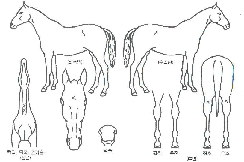 �ֿ������� ����,���,�޸�,�λ�,�ٸ��� Ư¡����