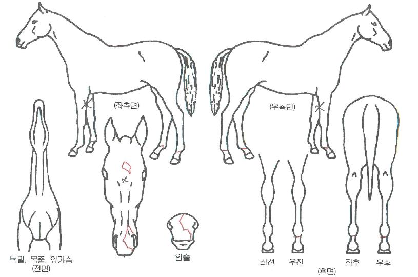 ¾î°ÔÀνÅÈÀÇ Ãø¸é,¿ì¸é,µÞ¸é,µÎ»ó,´Ù¸®ÀÇ Æ¯Â¡µµÇØ