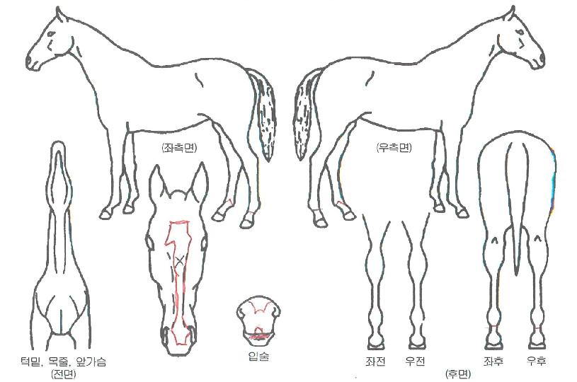 �ĸ��ٶ��� ����,���,�޸�,�λ�,�ٸ��� Ư¡����