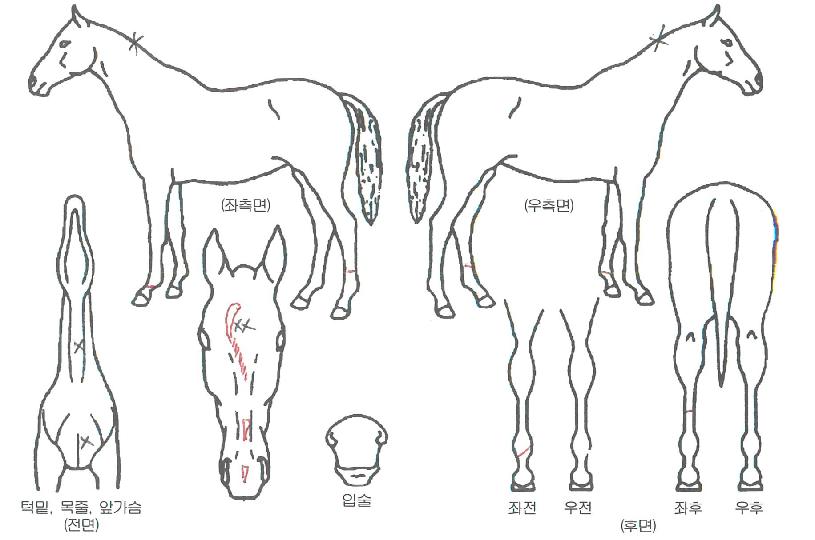 �������̵��� ����,���,�޸�,�λ�,�ٸ��� Ư¡����