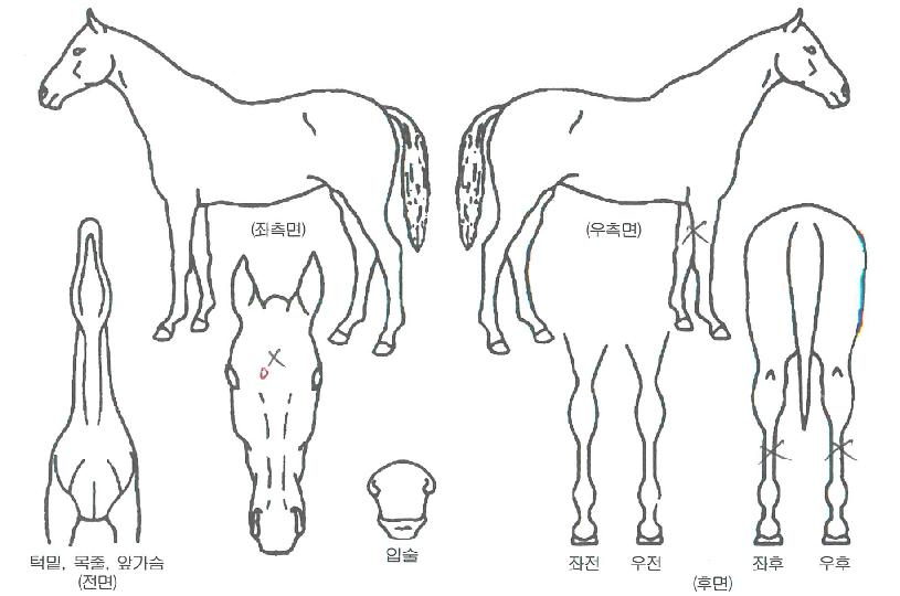 ����Ʈ�� ����,���,�޸�,�λ�,�ٸ��� Ư¡����