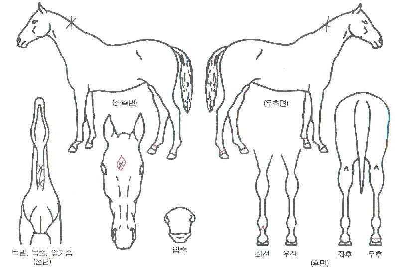 ������� ����,���,�޸�,�λ�,�ٸ��� Ư¡����