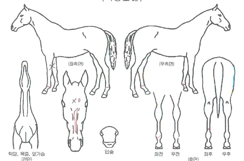 ¸ÓÁ¦½ºÆ½ºäƼÀÇ Ãø¸é,¿ì¸é,µÞ¸é,µÎ»ó,´Ù¸®ÀÇ Æ¯Â¡µµÇØ